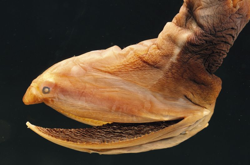 A gulper eel jaw.