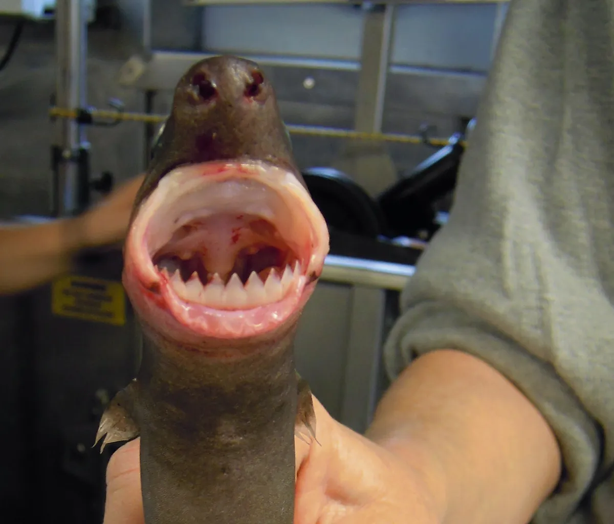 cookiecutter shark mouth