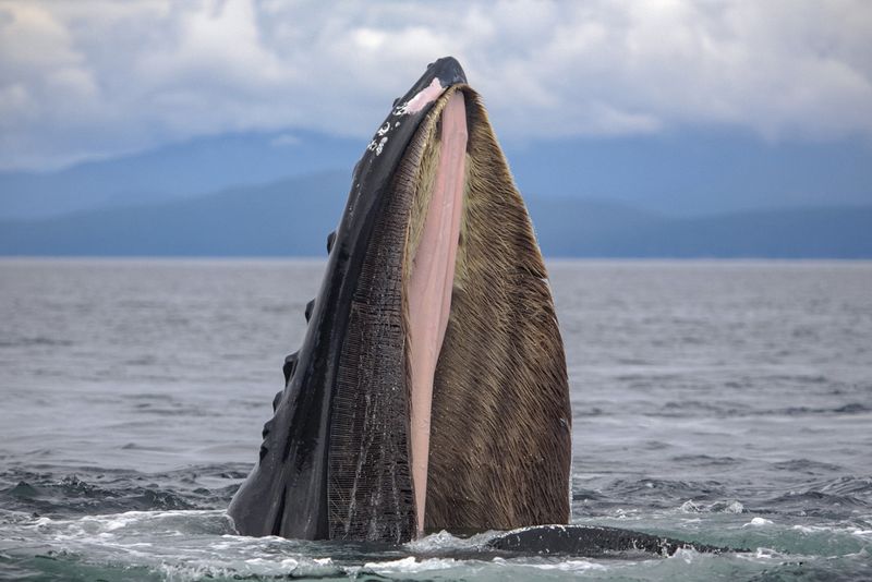 Humpback whale with head out of water.