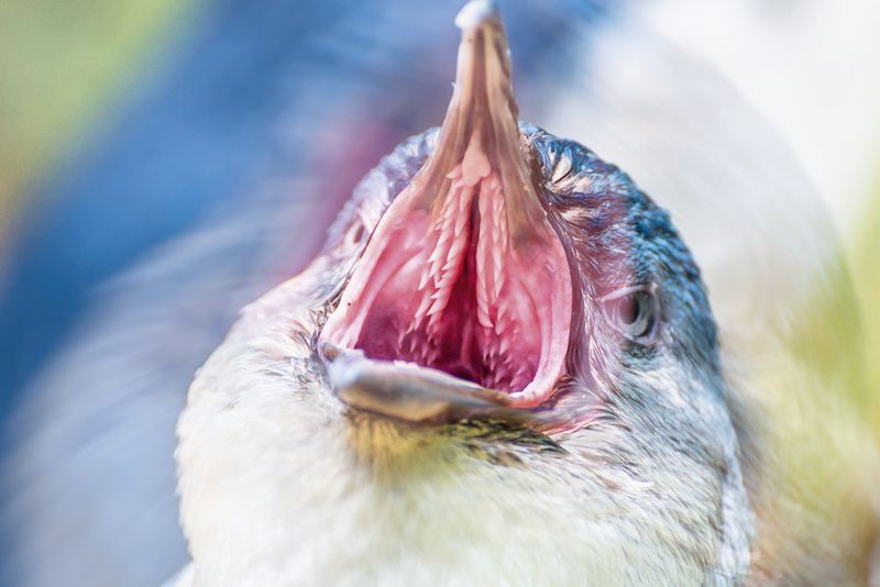 Penguin with mouth open.