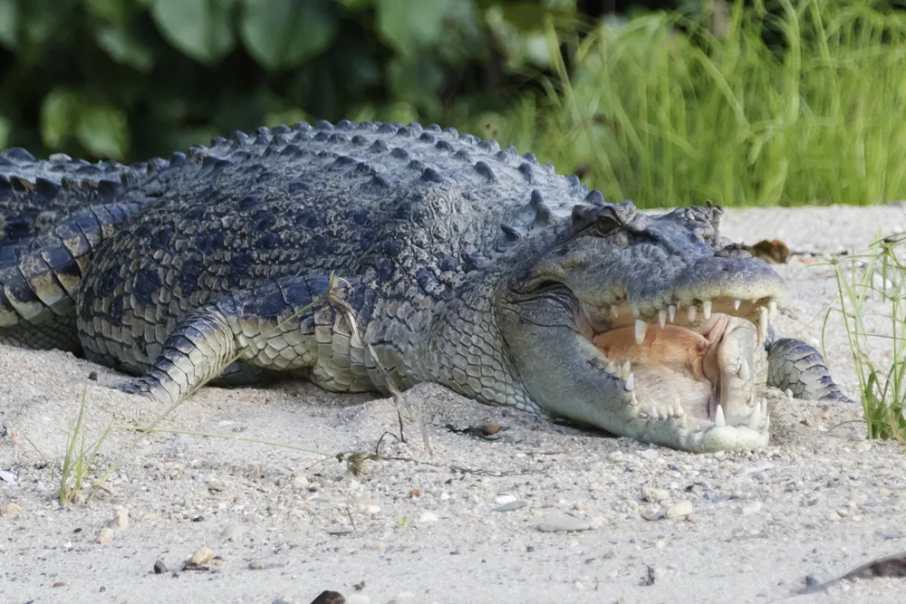 Saltwater Crocodile
