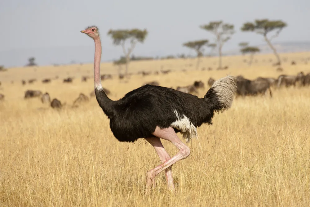 Male ostrich