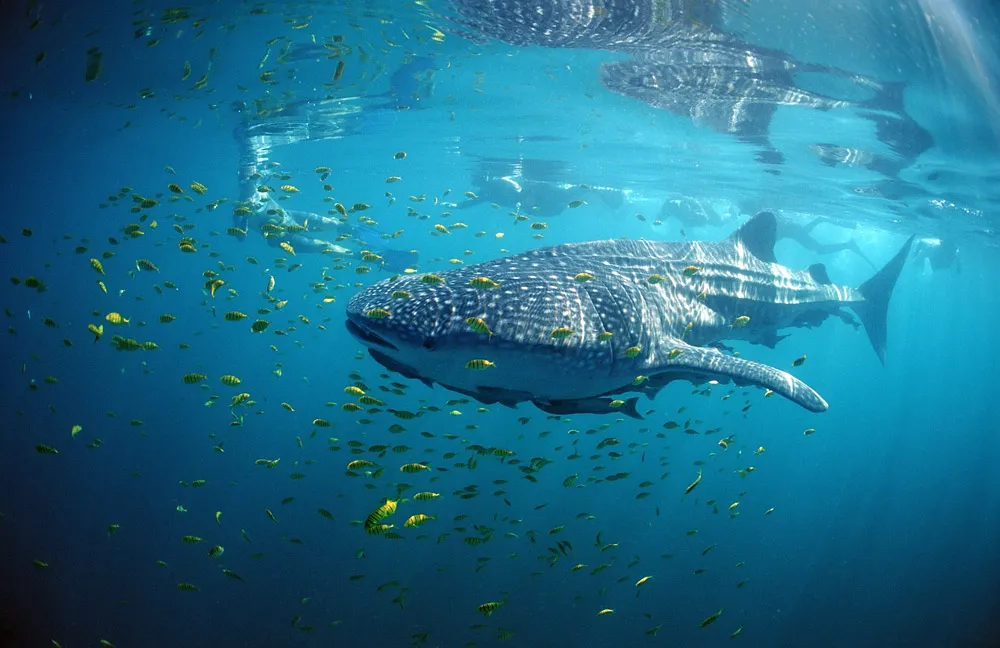Whale shark surrounded by fish