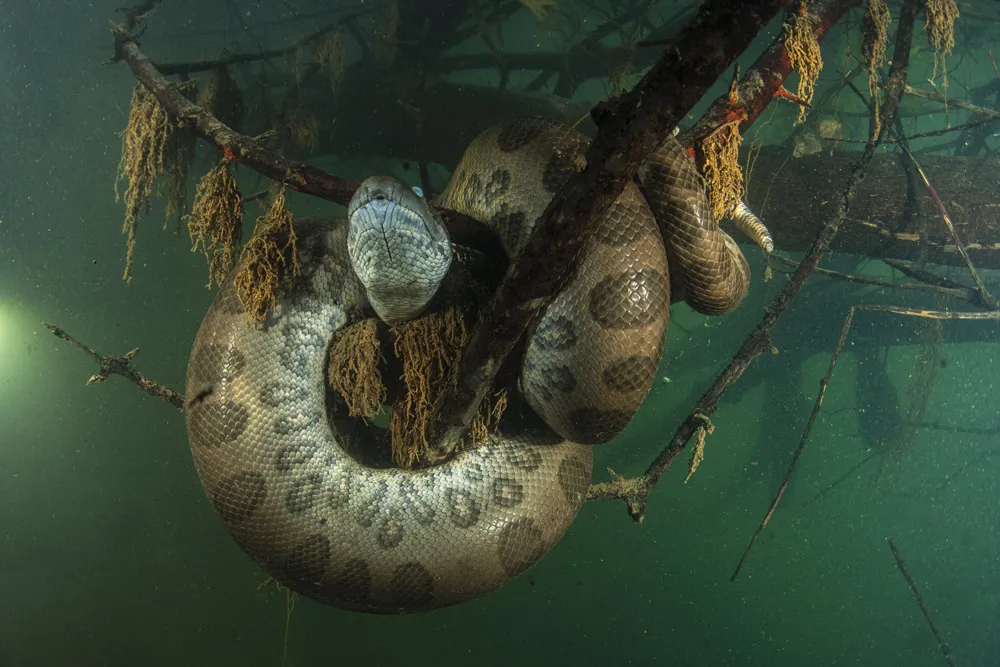 Green Anaconda