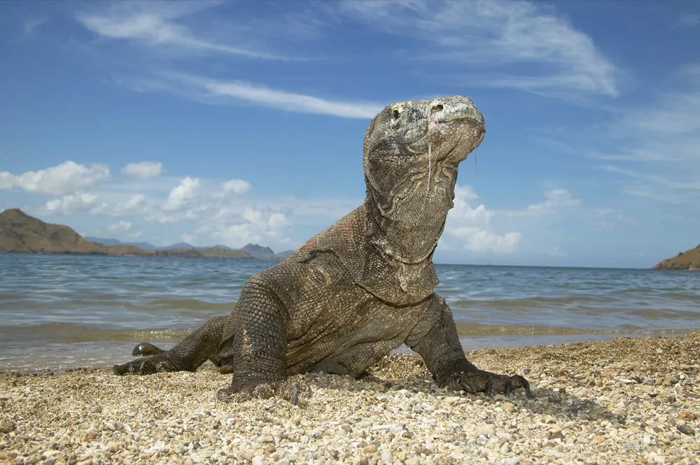 Komodo Dragon