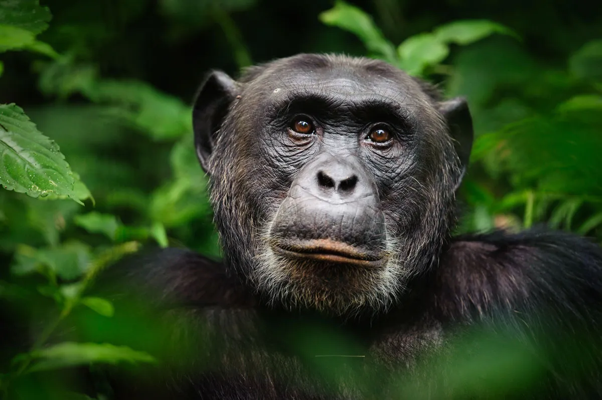 Chimpanzee face