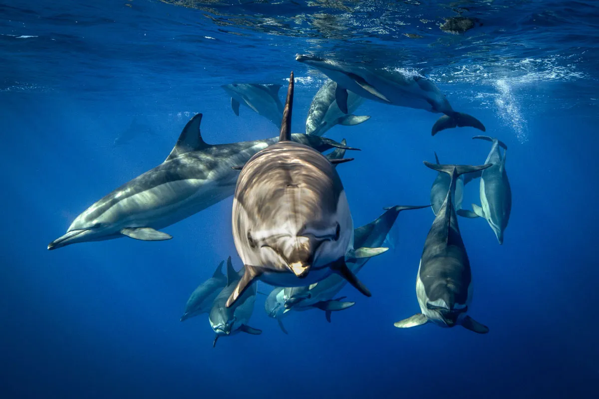 Dolphins in water