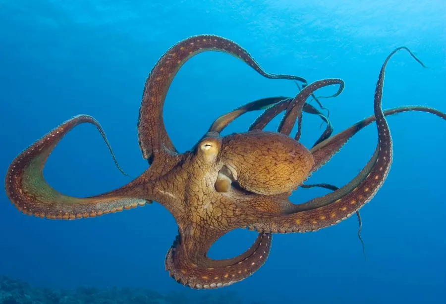 Orange Octopus