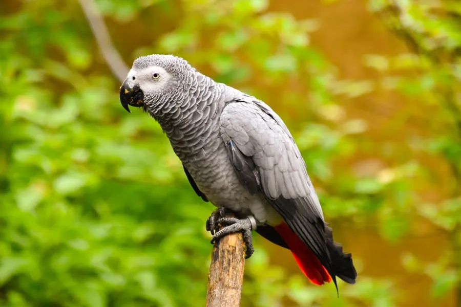 African grey parrot