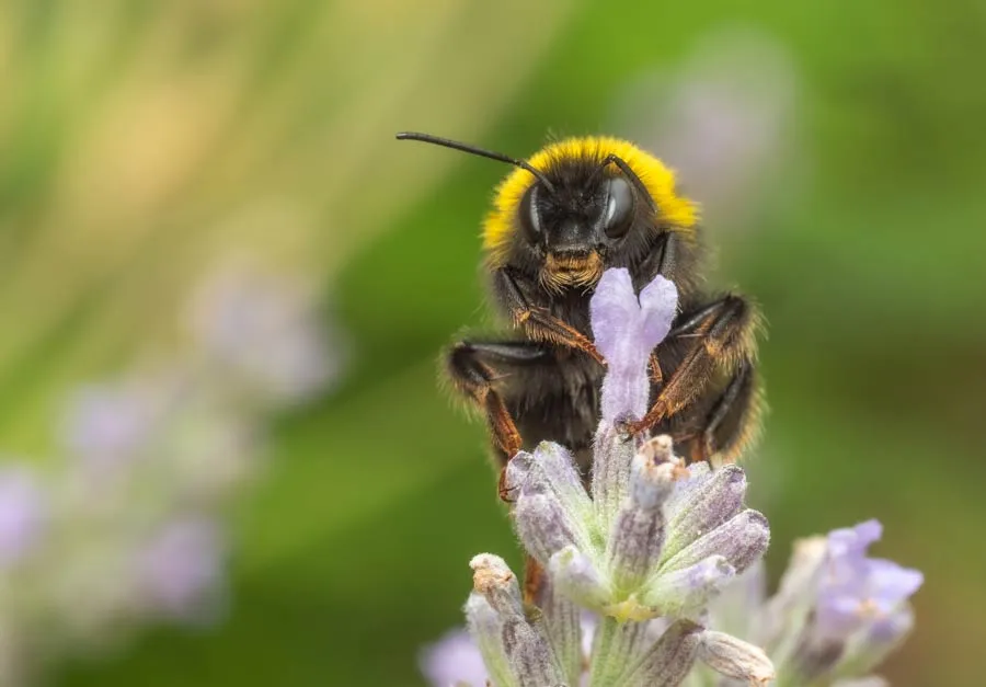 Close-up of bee pollinating