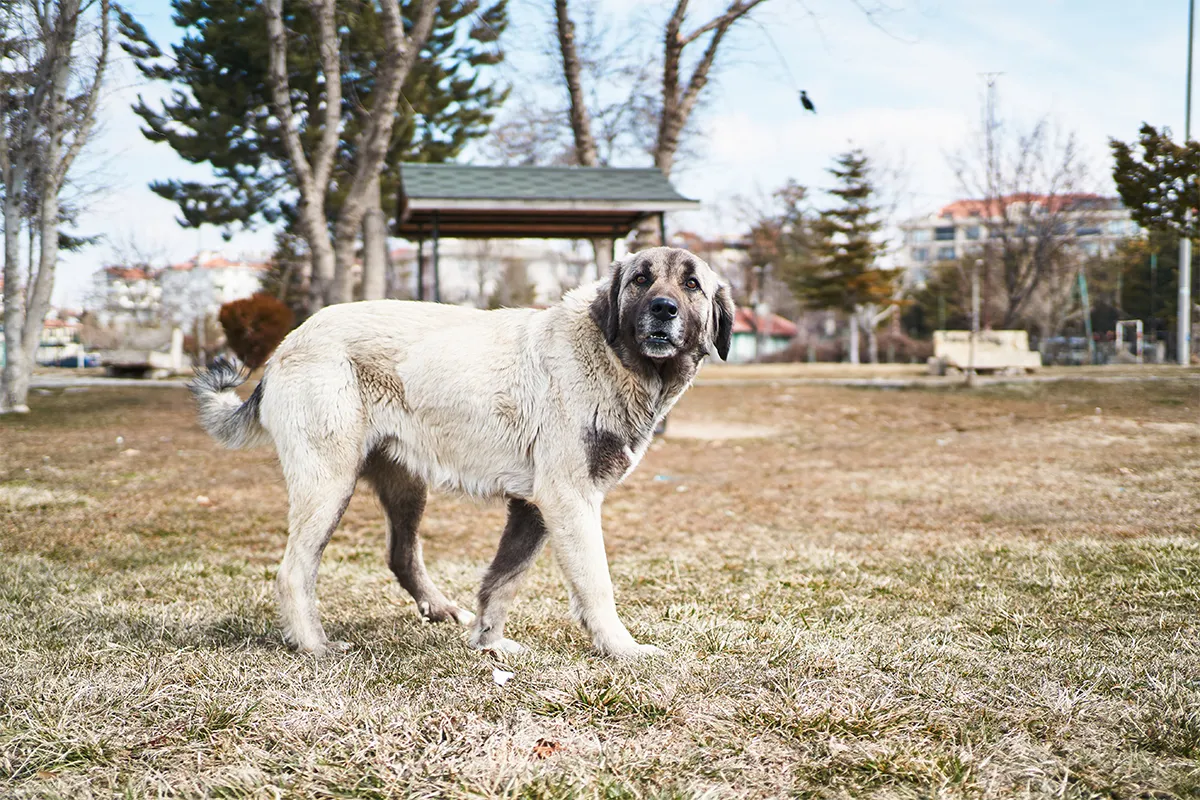 Dog walking in yard