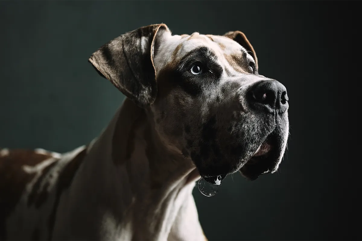 great dane face close-up