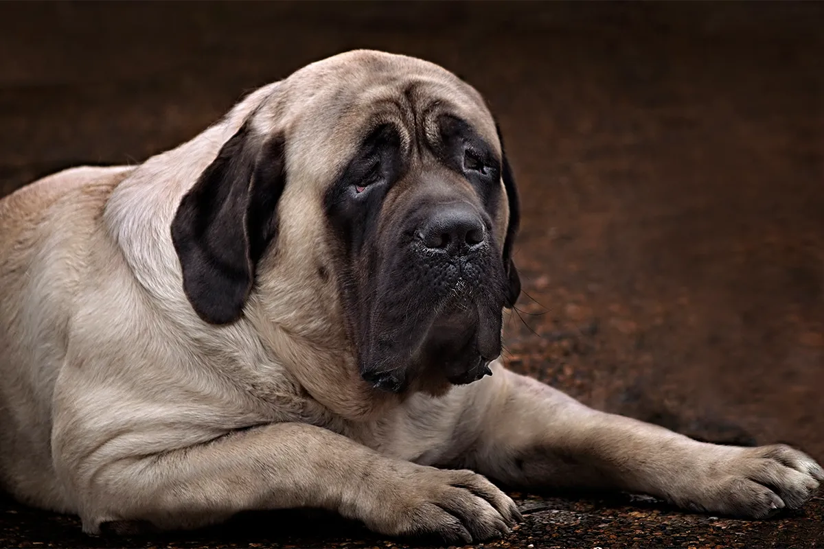 soulful dog lies down