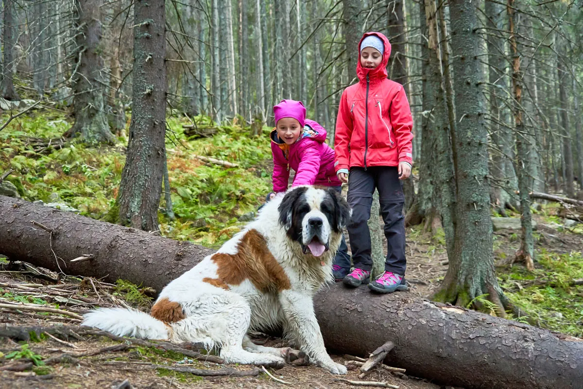 white Saint bernard dog