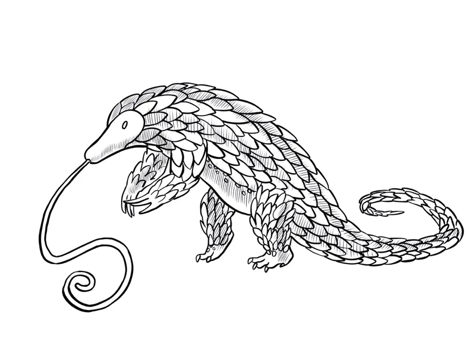 Pangolins © Ethan Kocak