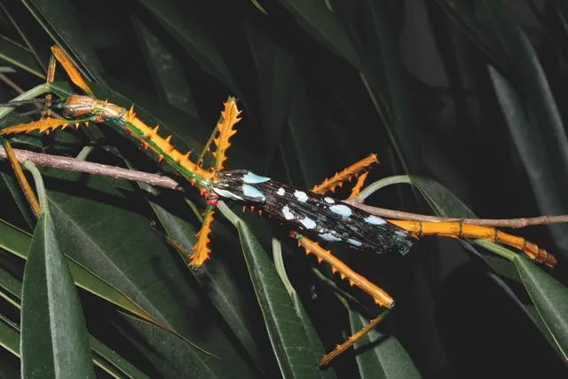 Achrioptera maroloko © Dr Frank Graw
