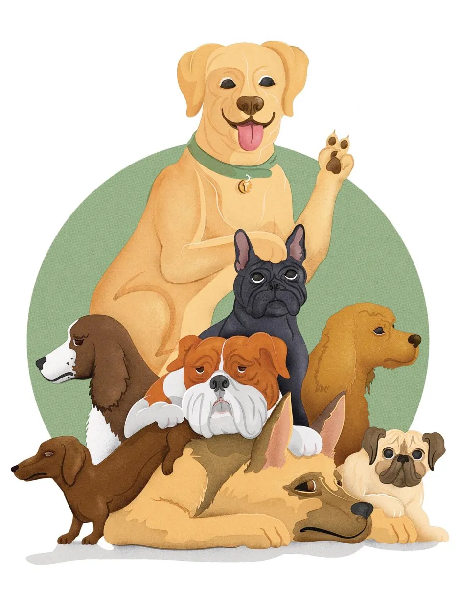 What’s the most popular dog breed? © Daniel Bright