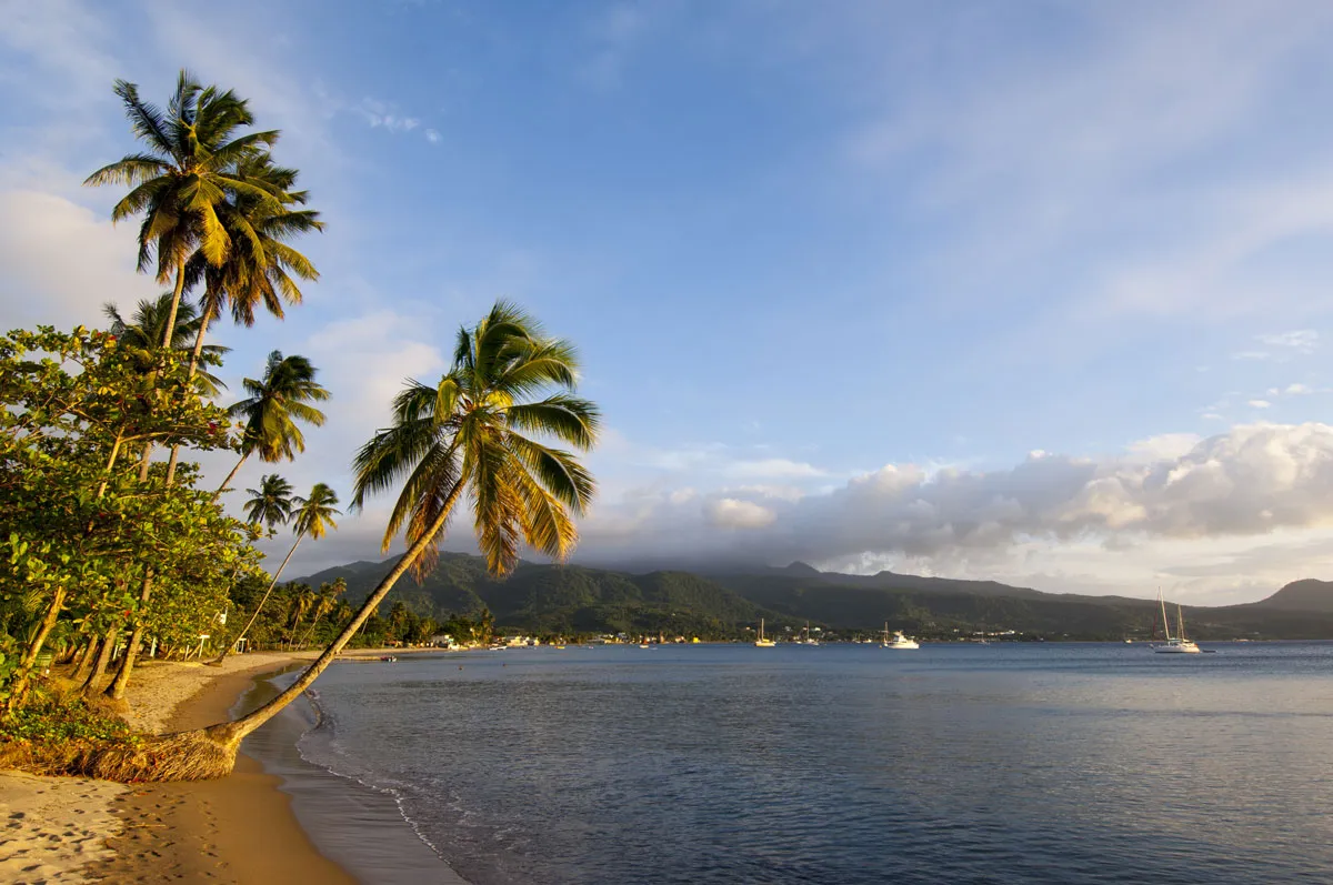 Palm trees by the ocean in Tuvalu