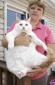 Heaviest Catin the World