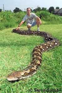 Longest Snakein the World